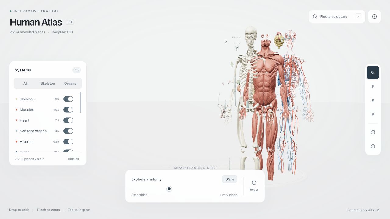 Human Atlas with separated anatomical structures